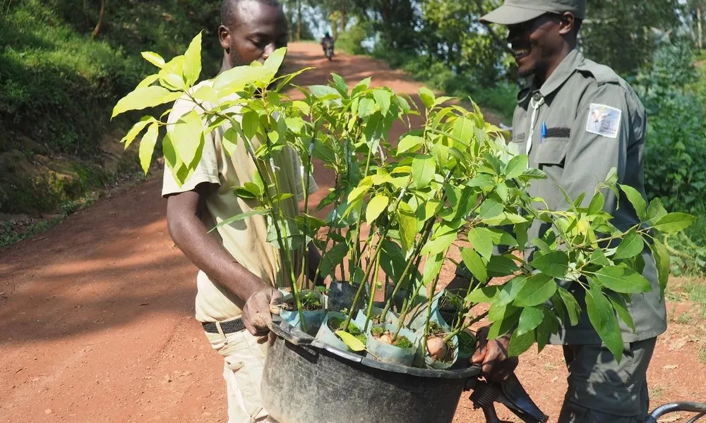 Rugezi Marsh, Distributing avocado trees to community members, RWCA, Rwanda