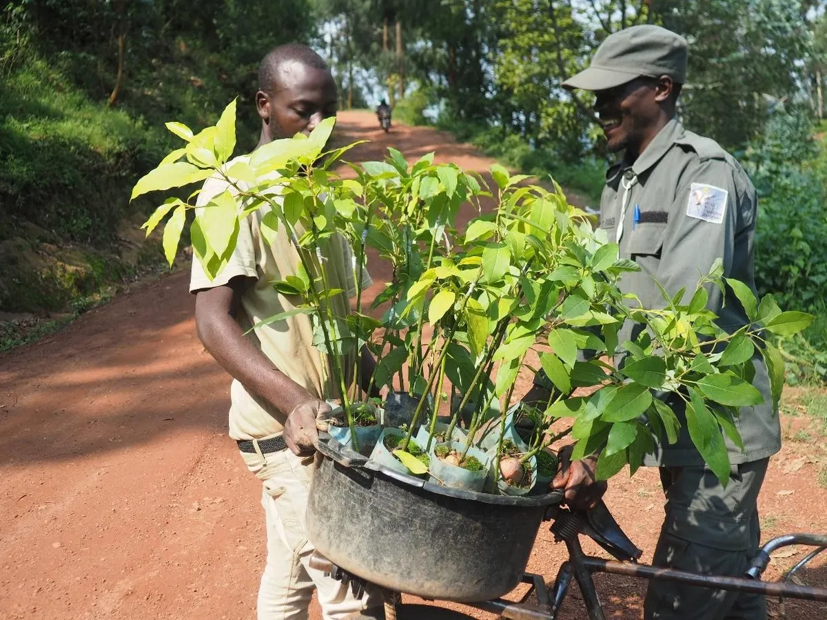 Rugezi Marsh, Distributing avocado trees to community members, RWCA, Rwanda