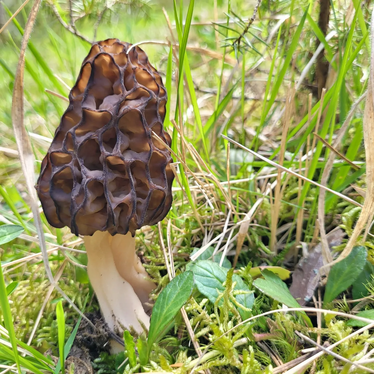 Mushroom growing in the forest, Zagori, Greece