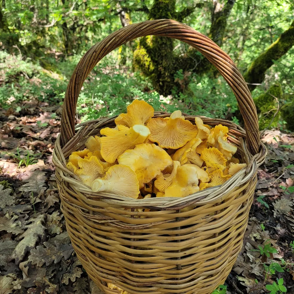 Foraged mushrooms in basket, Forest in Zagori, Greece
