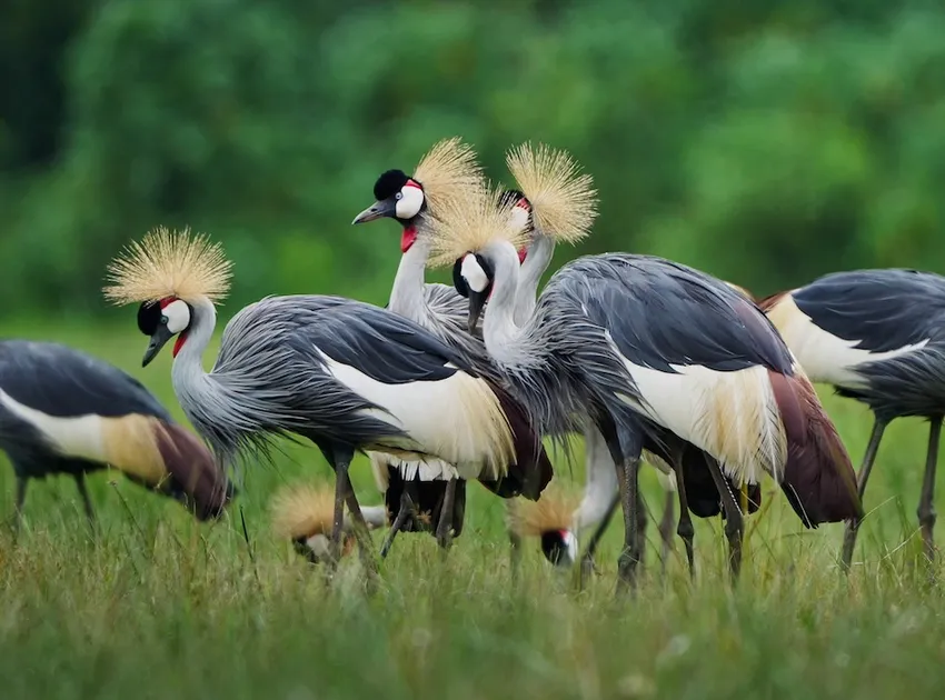 flock of Grey Crowned Cranes, RWCA, Rwanda