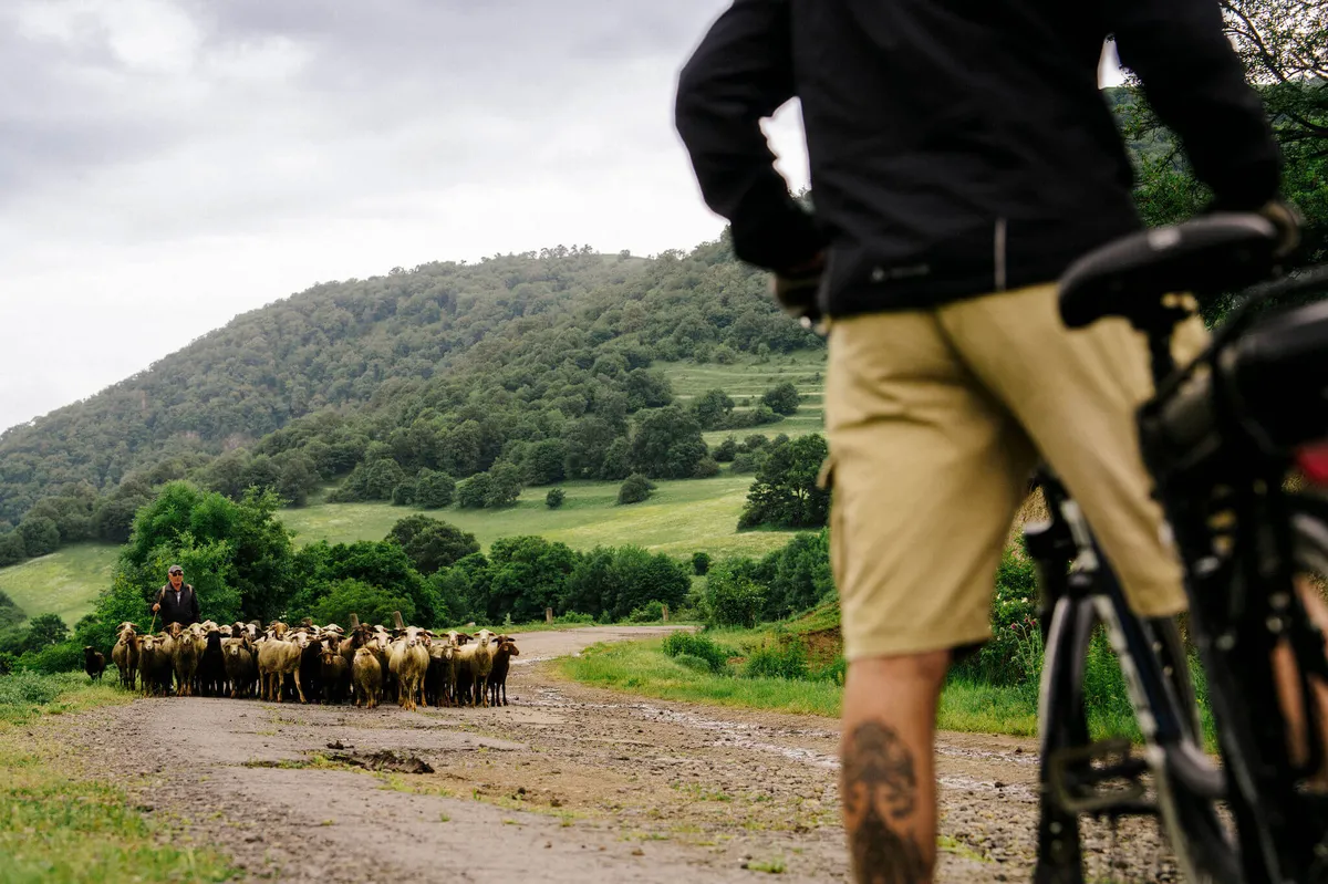 A-Slow-Cyclist-watching-a-shepherd-and-flock-of-sheep-in-Armenia
