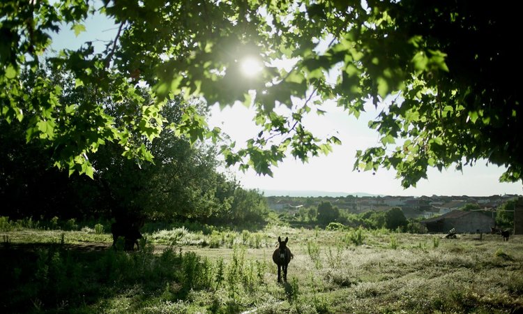 A donkey in the Douro Coa Region, Portugal