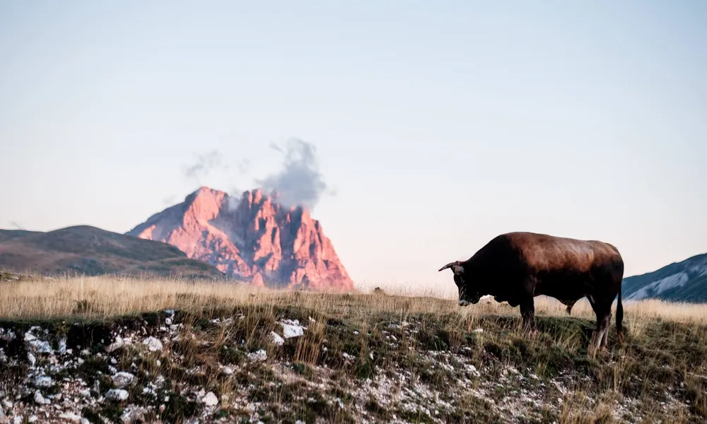 A bull in Campo Imperatore with the mountains of Maiella in the background