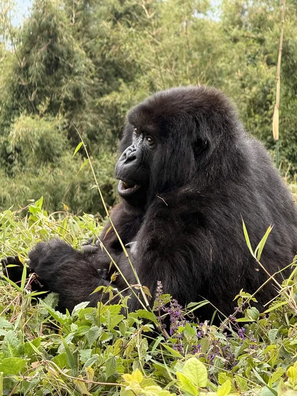 An adult gorilla in Volcanoes National Park, Rwanda