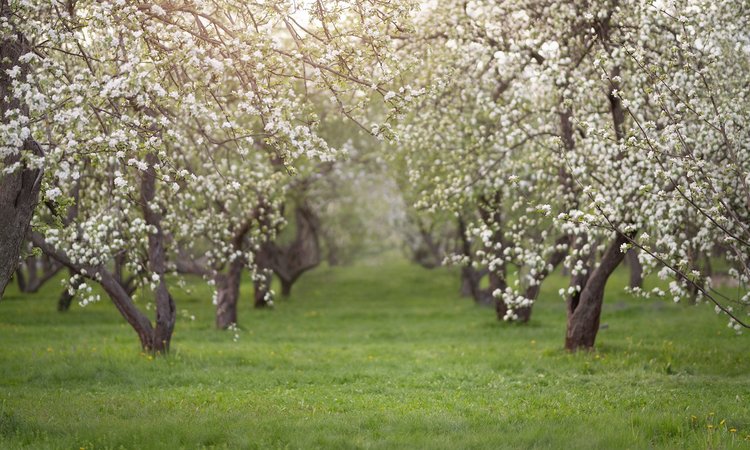 Apple trees in blossom, orchard of white flowers on trees, Herefordshire, SHUTTERSTOCK