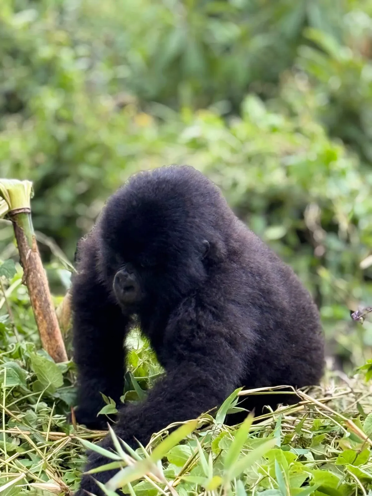 A baby gorilla in Volcanoes National Park, Rwanda