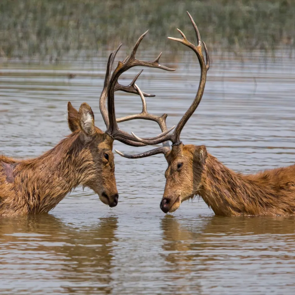 Two barasingha deer in Kanha National Park, India