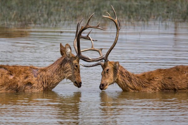 Two barasingha deer in Kanha National Park, India