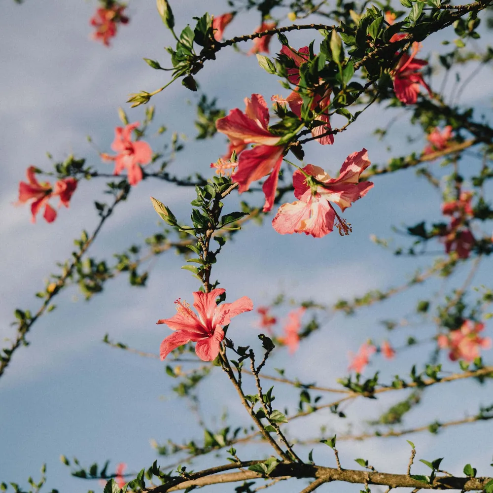 Blossom in Rwanda