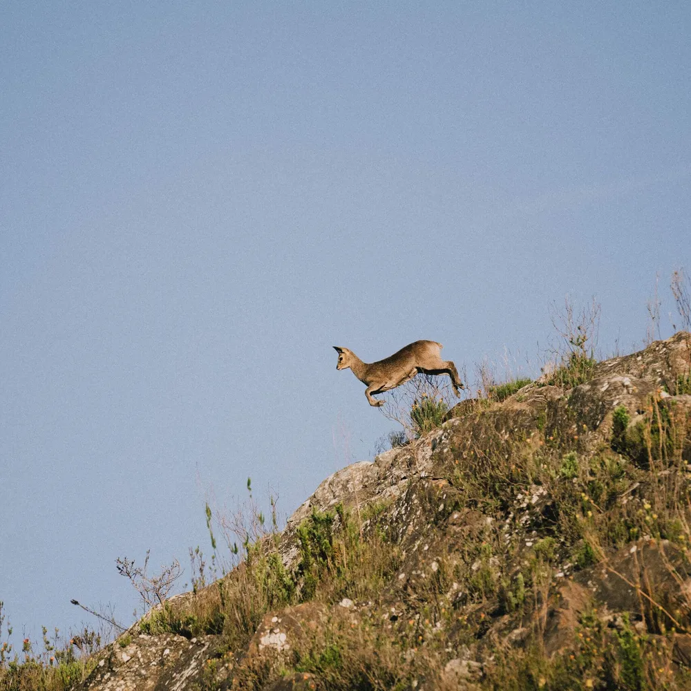 A buck in the Karoo's mountains, as seen on a Slow Cyclist journey