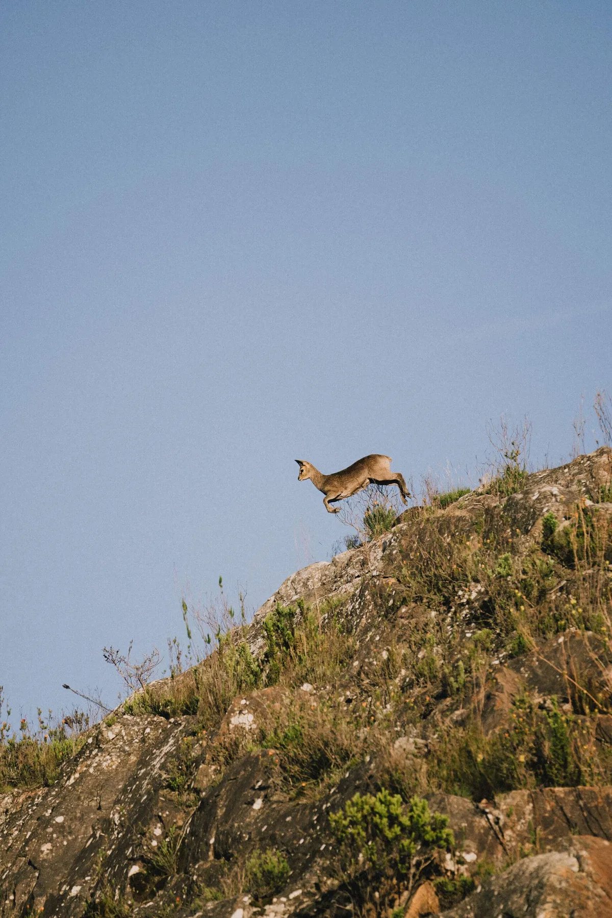A buck in the Karoo's mountains, as seen on a Slow Cyclist journey