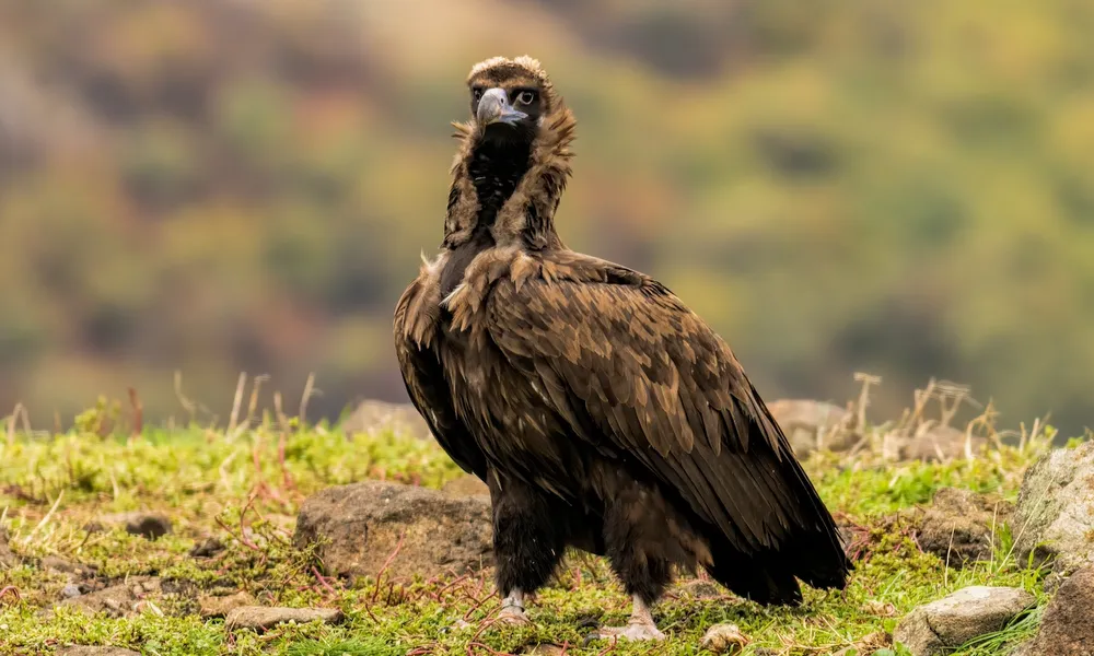 Cinerous Vulture, Faia Brava, Coa Valley, Portugal