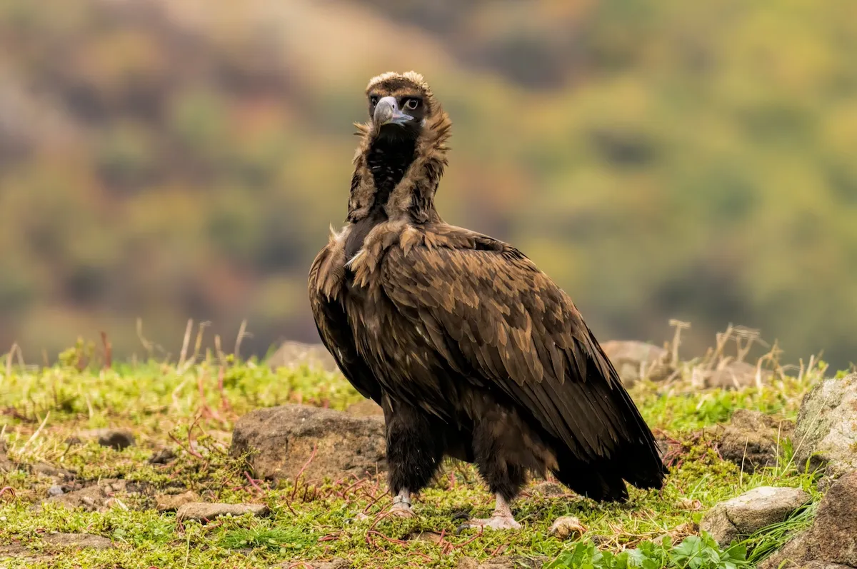 Cinerous Vulture, Faia Brava, Coa Valley, Portugal