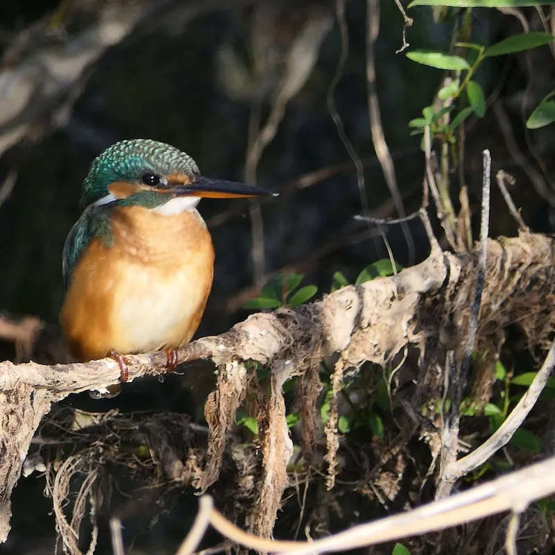 Close up of kingfisher on branch, Danube Delta, Romania