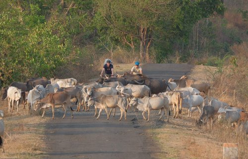 Two Slow Cyclists meeting a traffic jam of cows in India