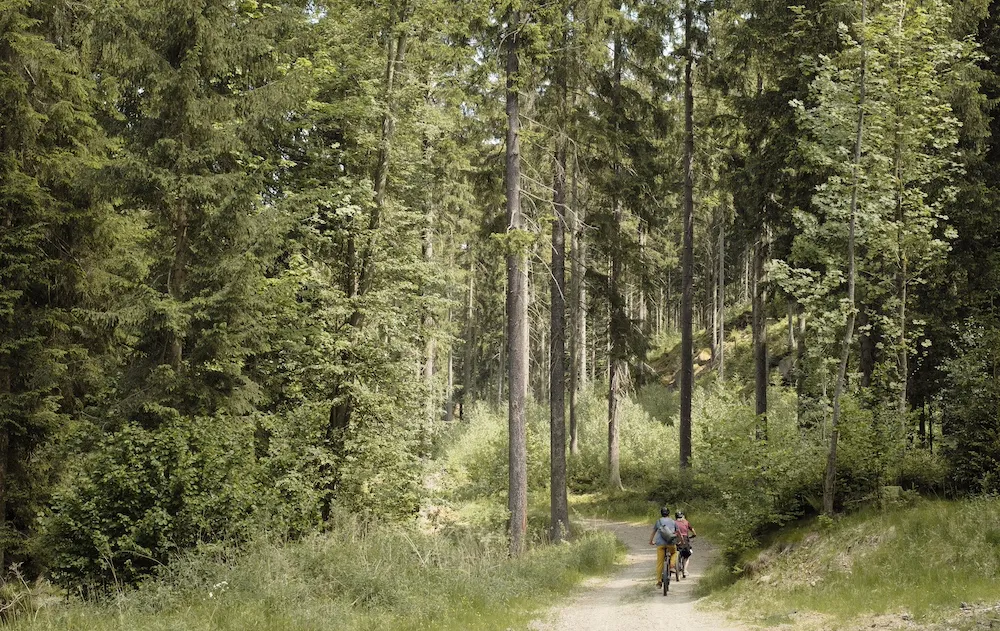 Cyclists in a forest, Lower Silesia, Poland