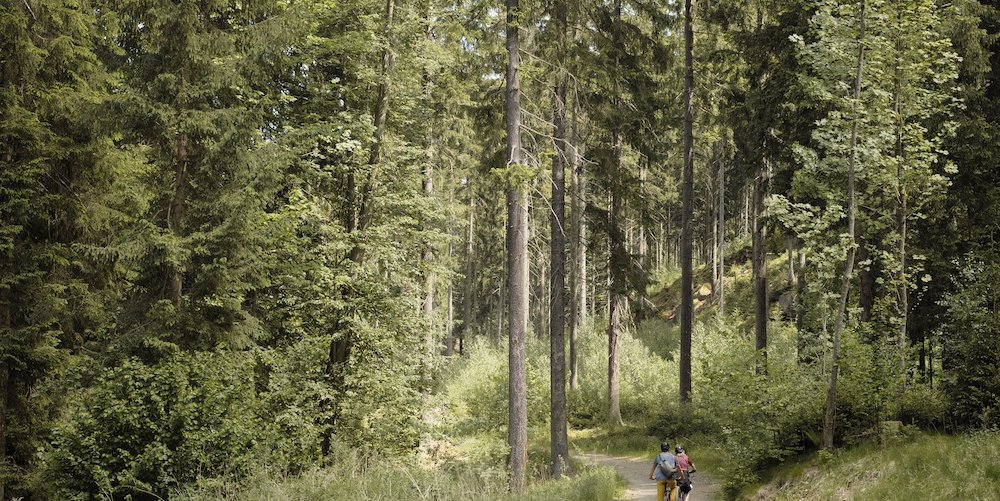 Cyclists in a forest, Lower Silesia, Poland