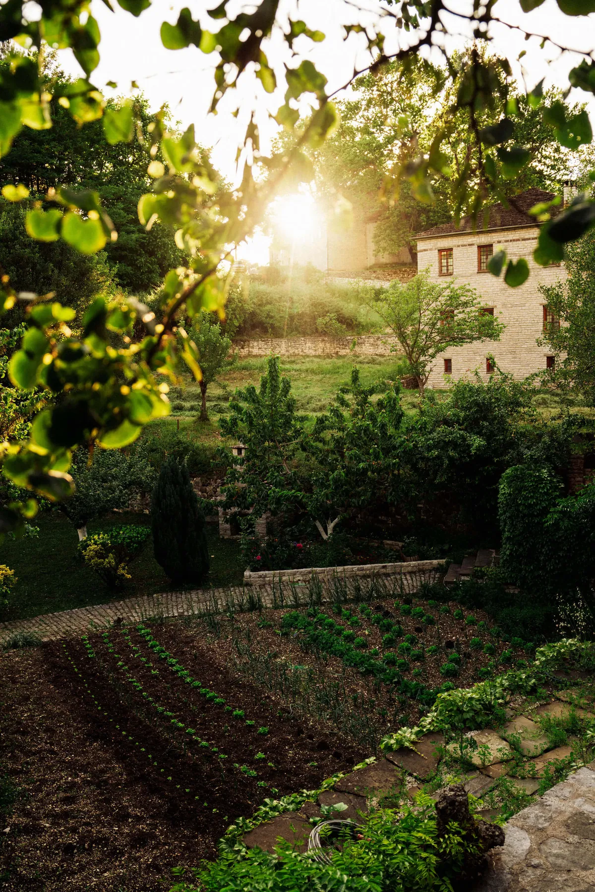 Sun breaking through the trees in Zagori, Greece