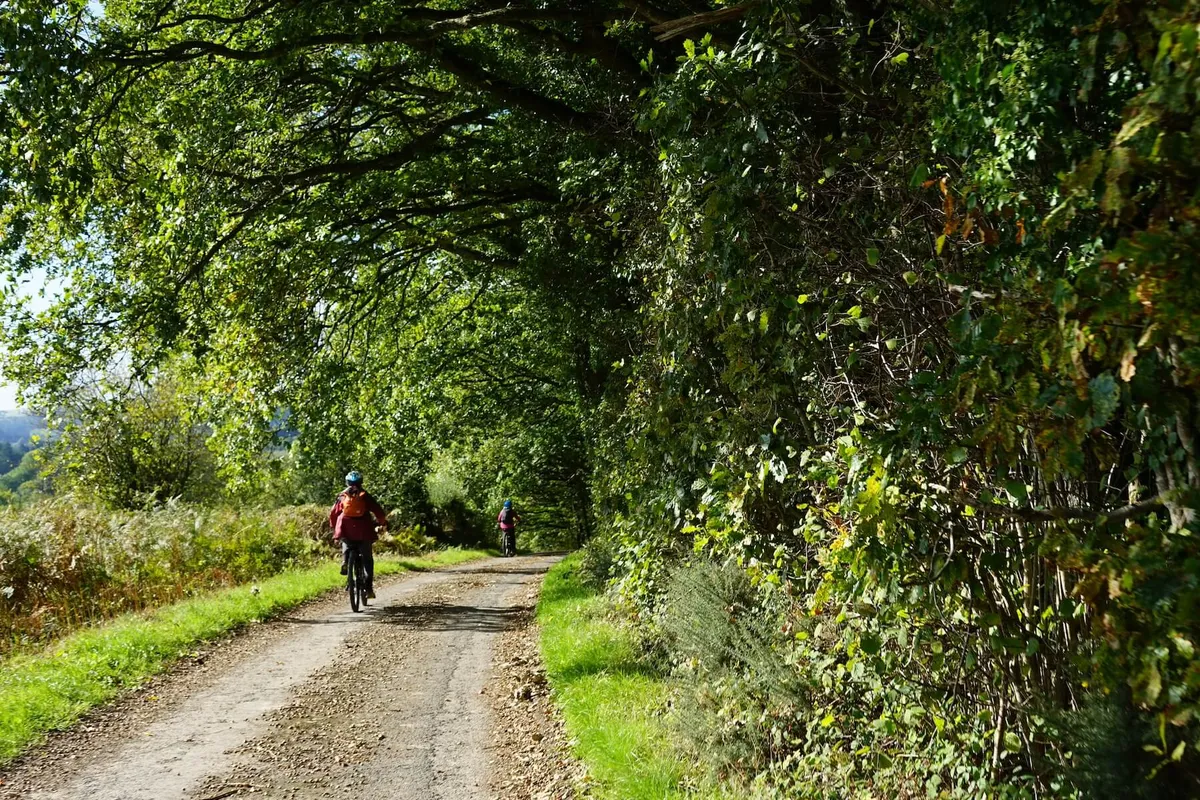Cyclists on a country lane with trees and bushes, Herefordshire, UK