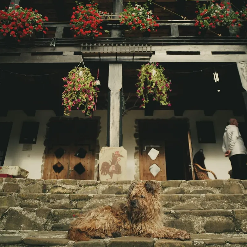 A dog outside a traditional Romanian guest house for Wild Lines guests in Bucovina.