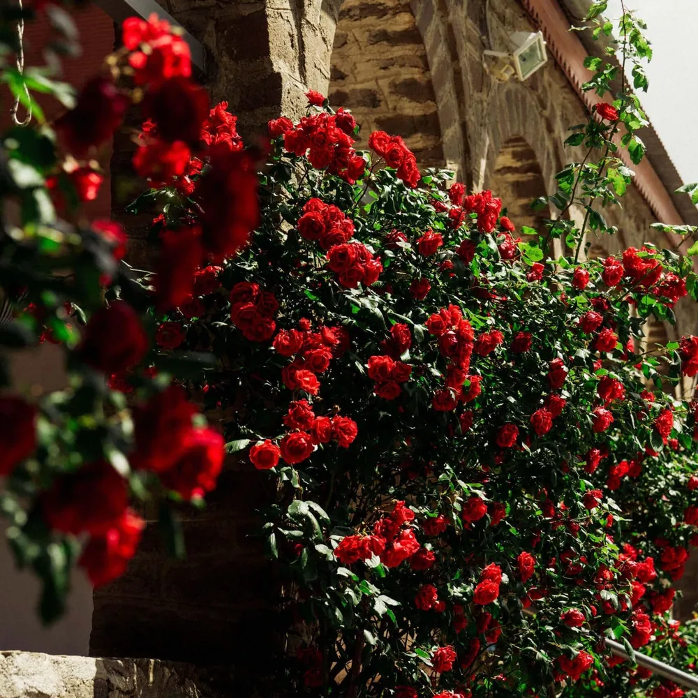 Flowers outside the church in Frangades, visted by Slow Cyclist guests on a journey through Zagori, Greece