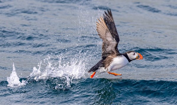 Atlantic Puffin flying over ocean at Bleiksoya bird Rock, Noway