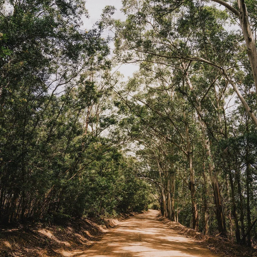 Cycling through the forest on The Slow Cyclist's Karoo to Coast journey in South Africa