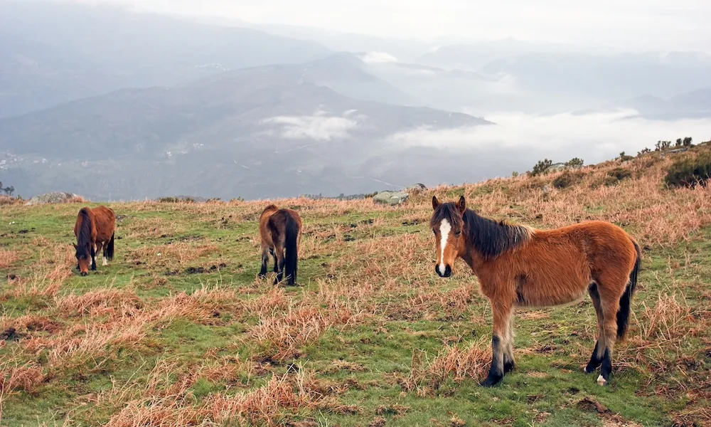 Garrano horses, Faia Brava, Coa Valley, Portugal