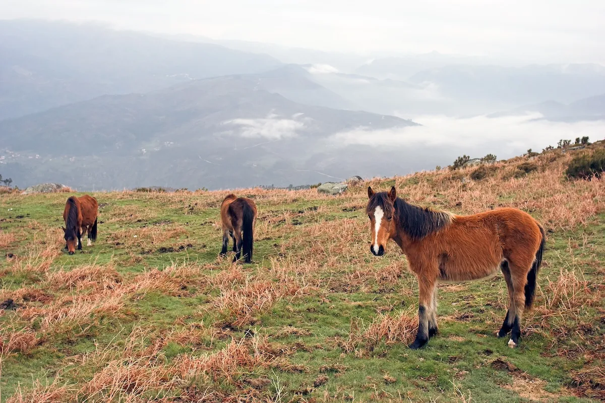 Garrano horses, Faia Brava, Coa Valley, Portugal