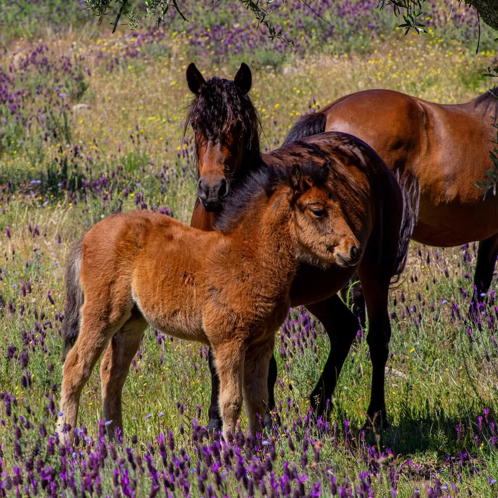 Garranos, a Portuguese breed of small horse, in the Côa Valley's Faia Brava Reserve