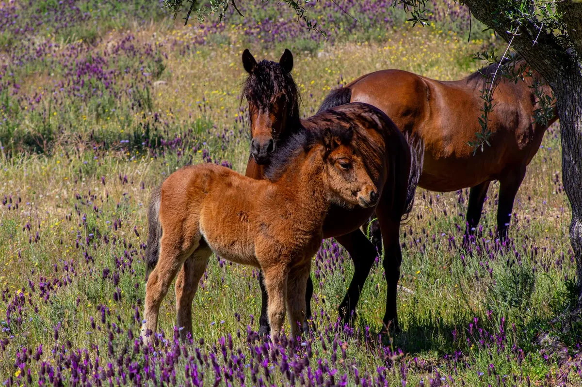 Garranos, a Portuguese breed of small horse, in the Côa Valley's Faia Brava Reserve
