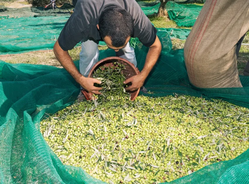 A Citizens of Soil farmer gathering olives at harvest
