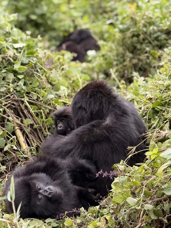 A family of gorillas in Volcanoes National Park, Rwanda