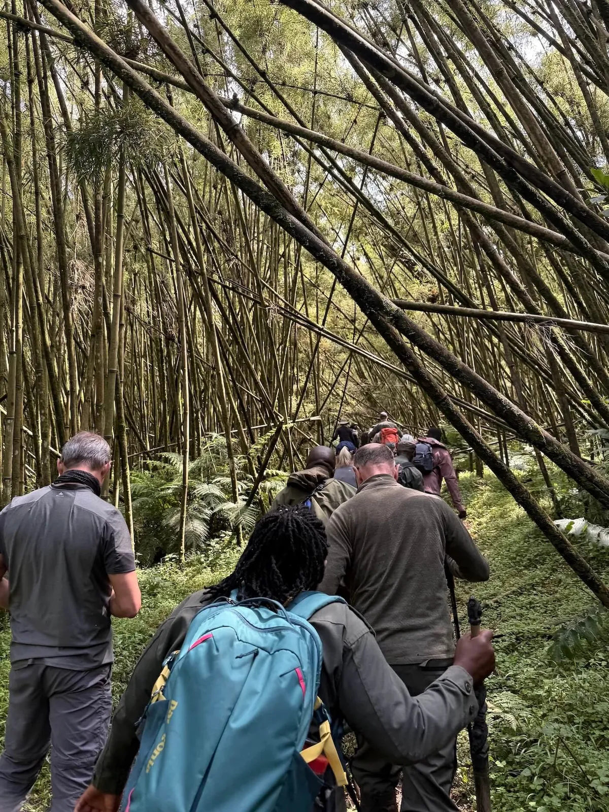 A group gorilla trekking through thick bamboo forest in Rwanda's Volcanoes National Park