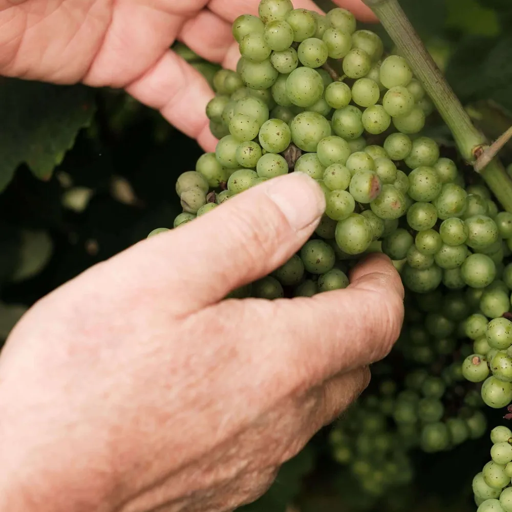 Grapes at a vineyard in Spanish Basque wine country