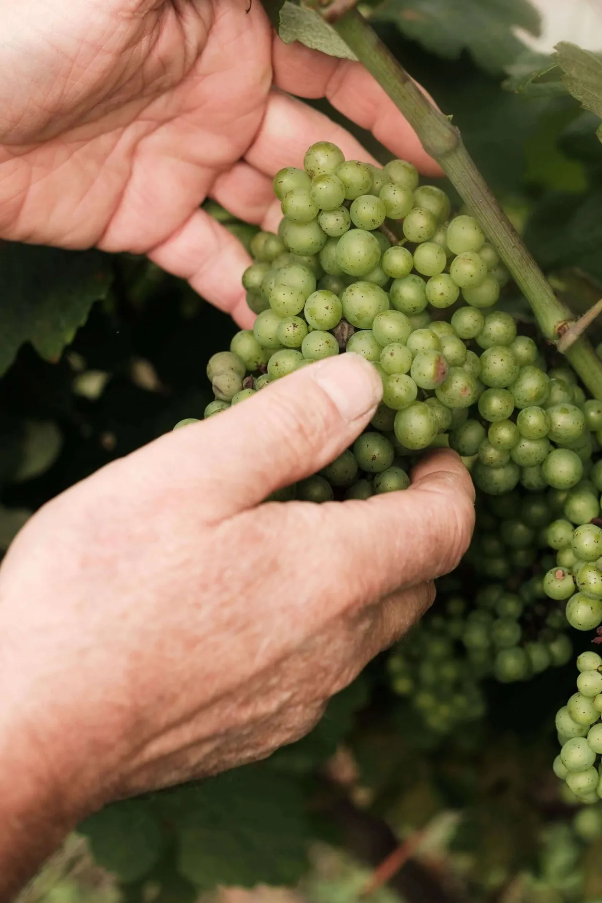 Grapes at a vineyard in Spanish Basque wine country