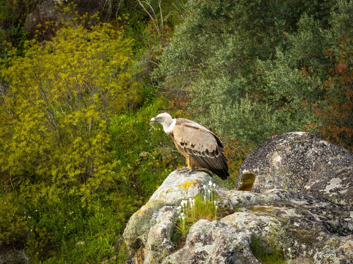 A Griffon Vulture in Faia Brava Reserve