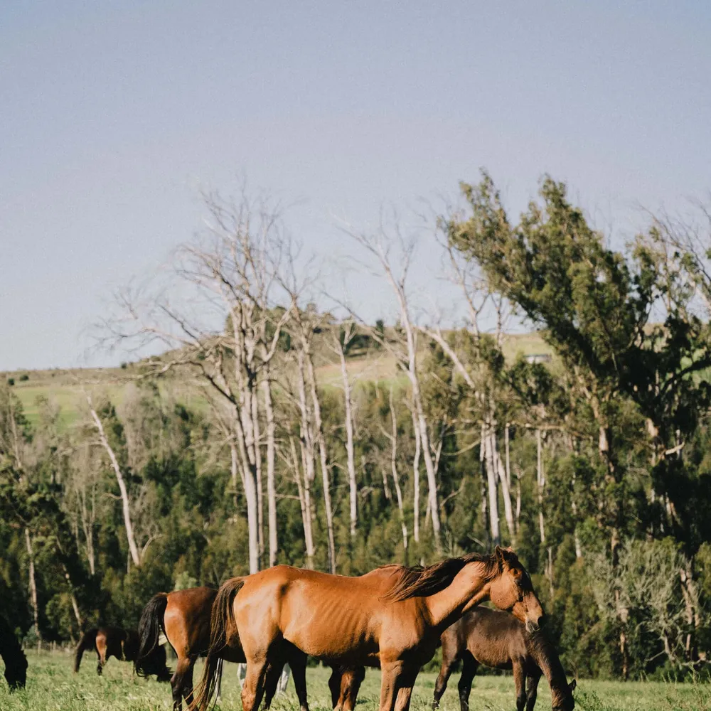 Horses on the farm in South Africa's Karoo
