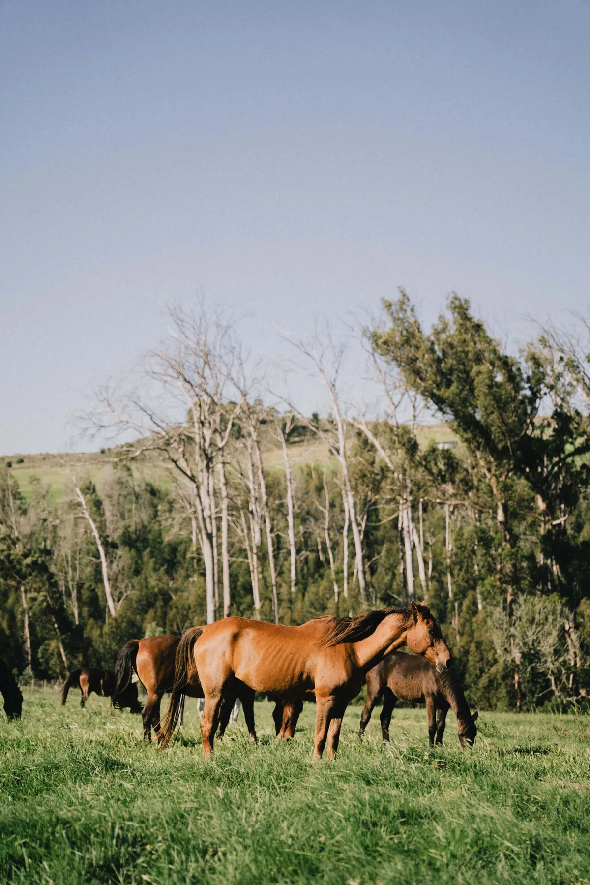 Horses on the farm in South Africa's Karoo