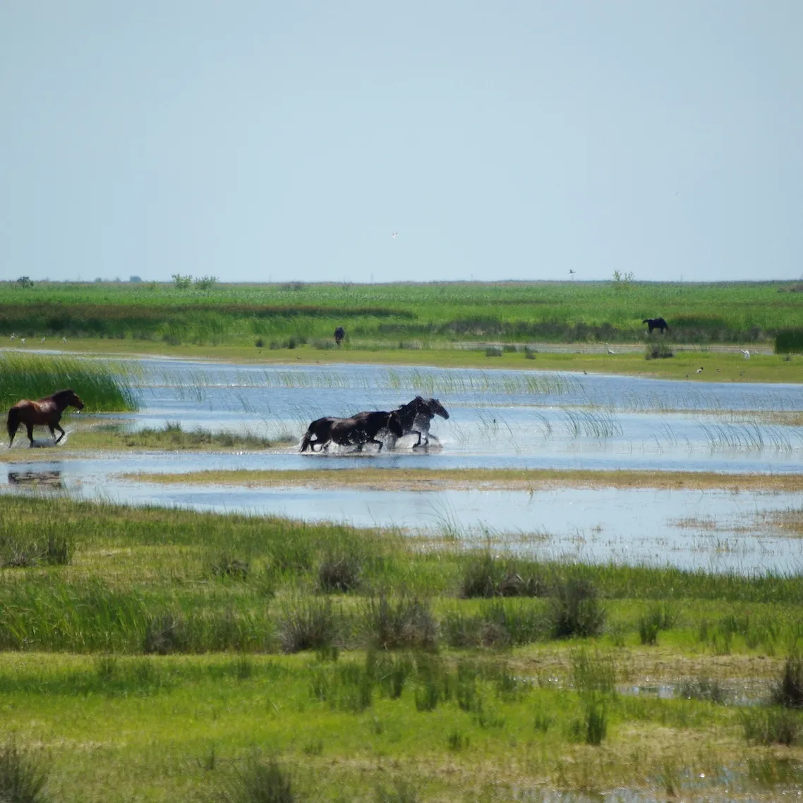 Horses galloping through water, Danube delta river, Romania