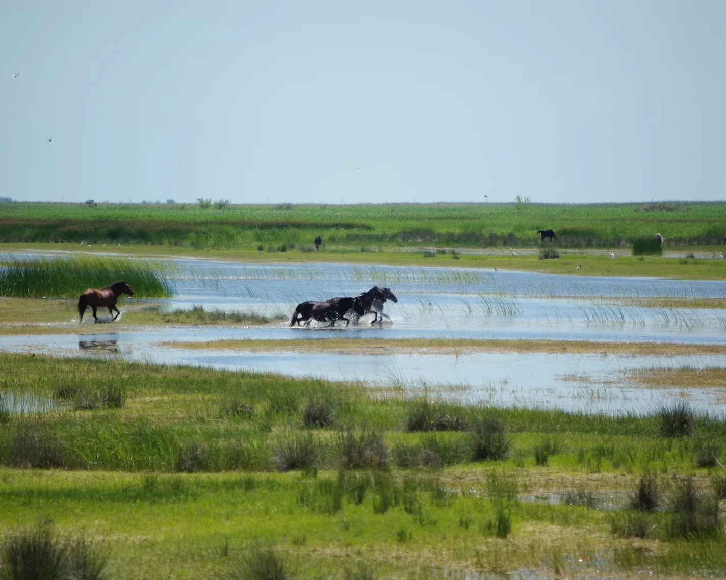 Horses galloping through water, Danube delta river, Romania