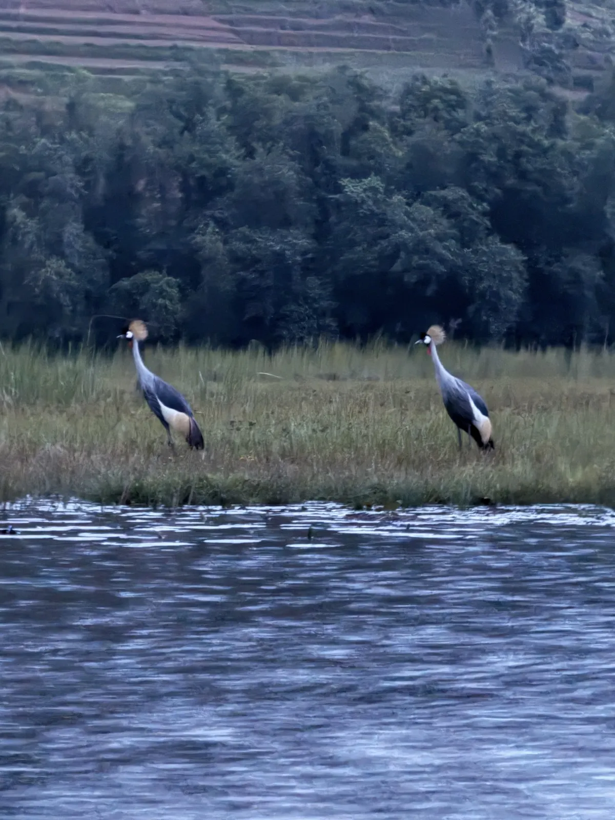 Grey cranes dancing by the lake, Rwanda