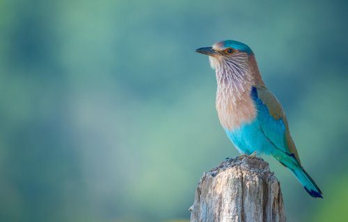 Indian roller in Pench National Park