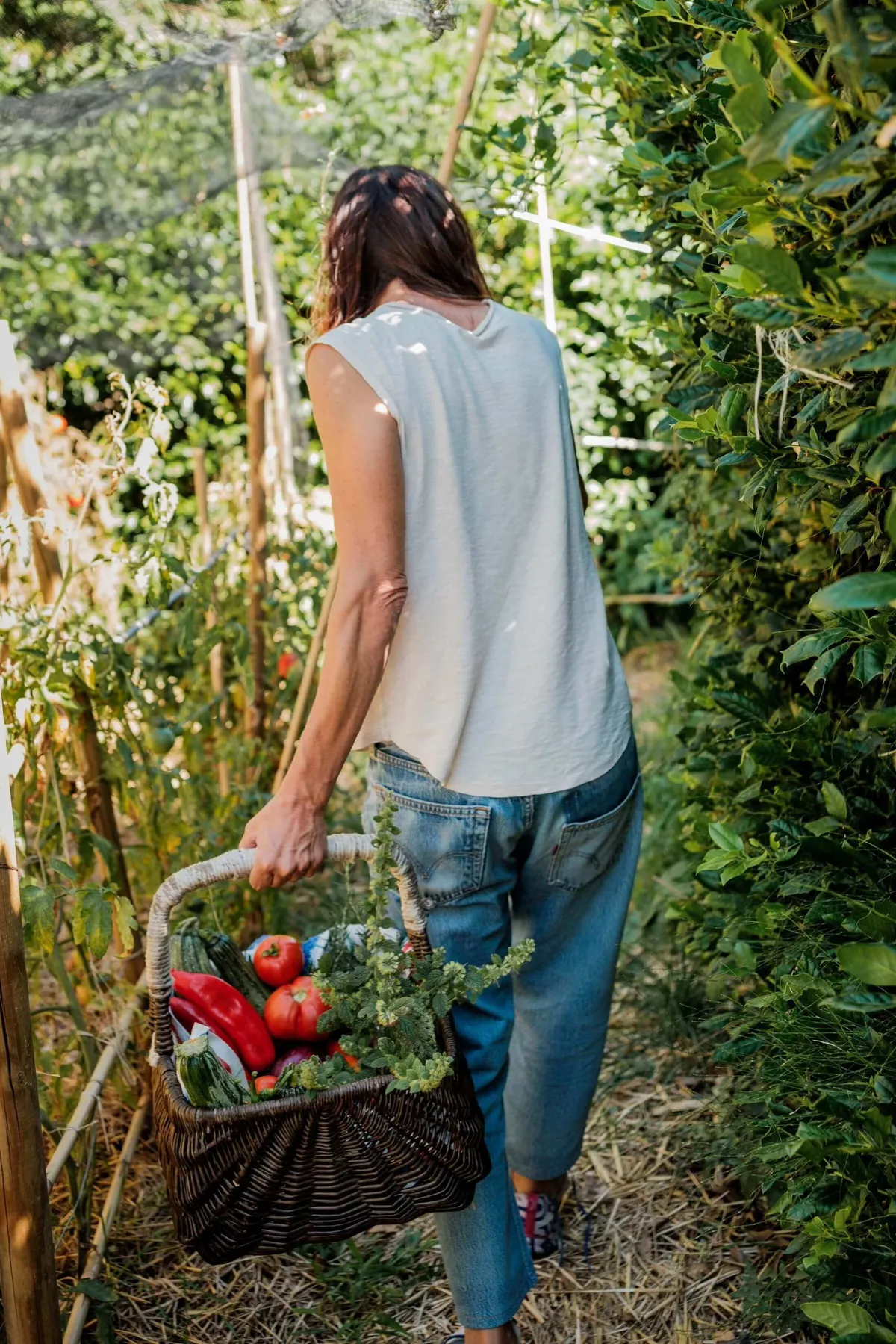 Italian woman with basket of fresh vegetables walks through a vegetable garden, Case Catalano, Abruzzo, Italy