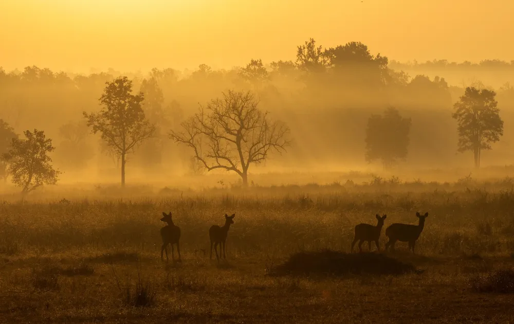 Deer in Kanha National Park, India at dusk