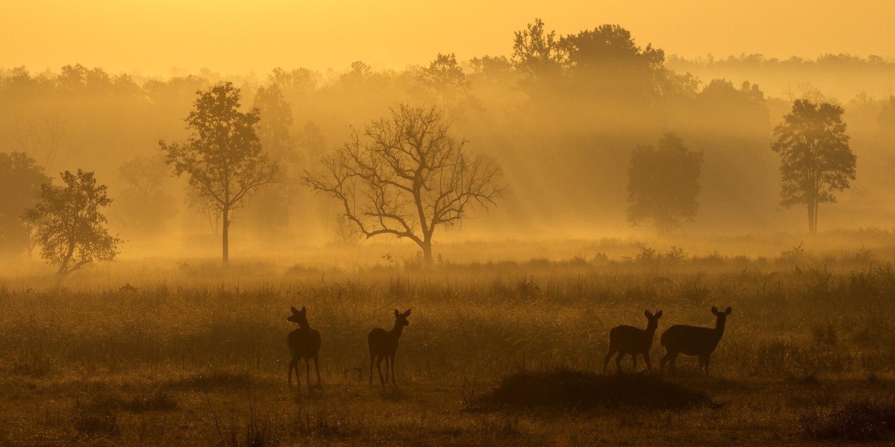 Deer in Kanha National Park, India at dusk