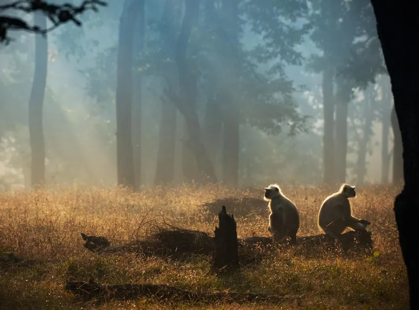 Monkeys at sunset in India's Pench National Park