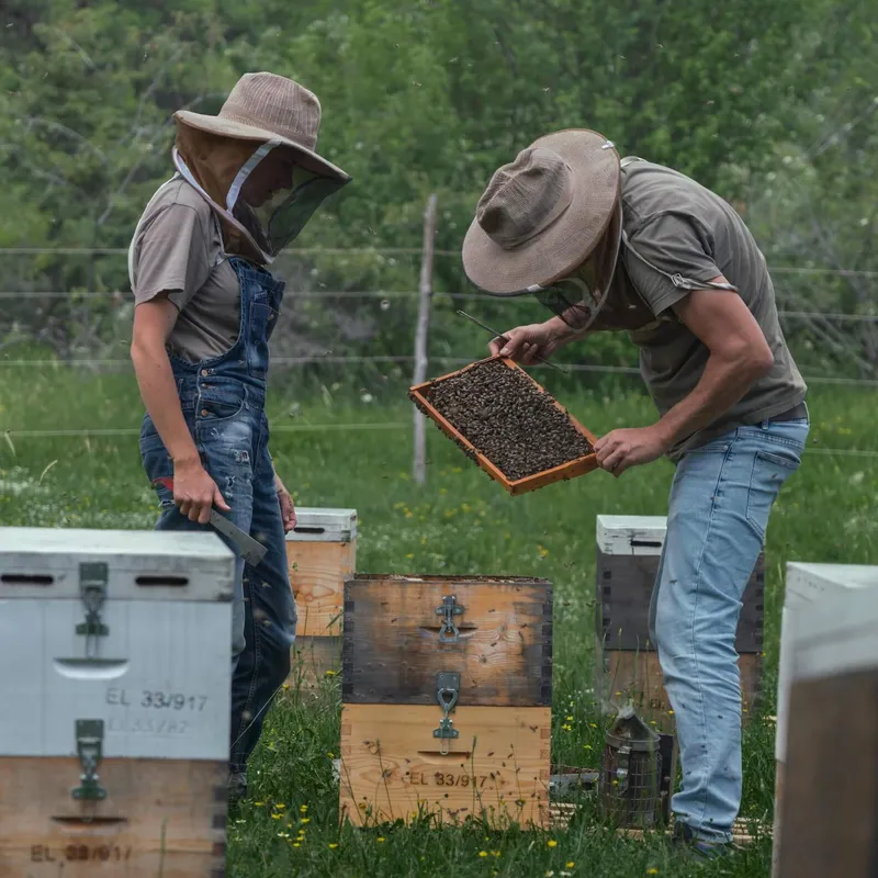 Nomad Honey at the apiary