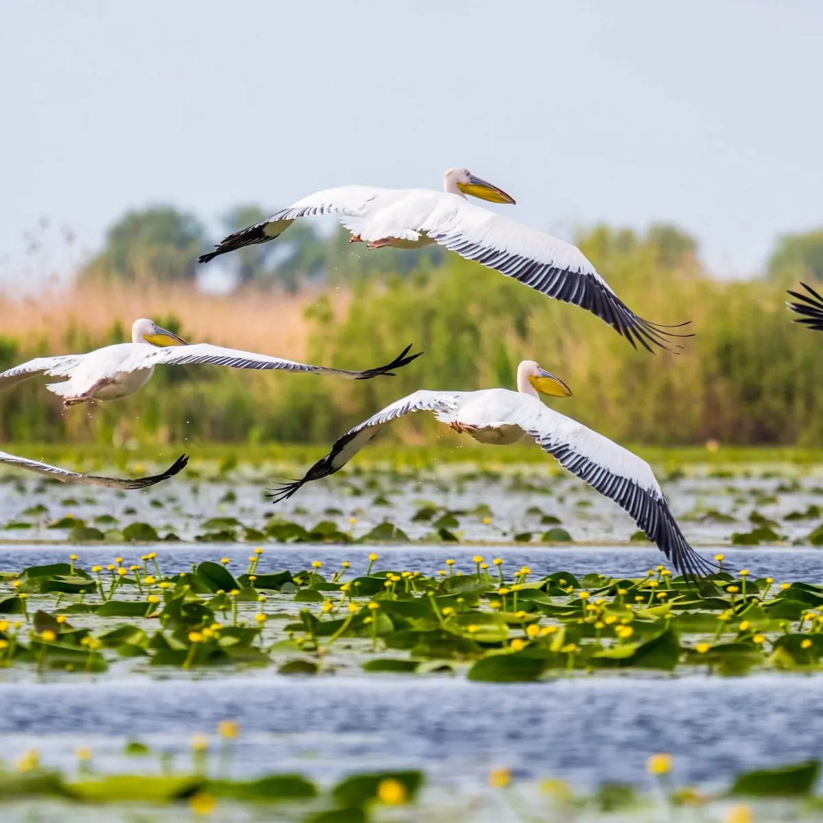 Pelicans Flying Danube Delta Romania